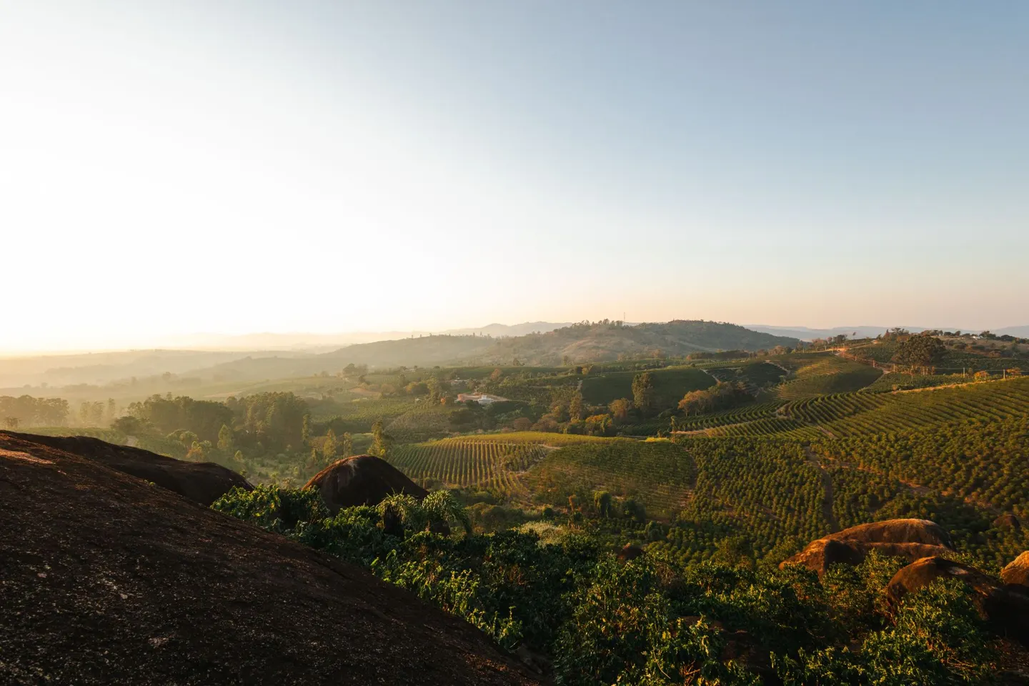 Rows of coffee trees across rolling hills at sunset, with granite boulders in the foreground.